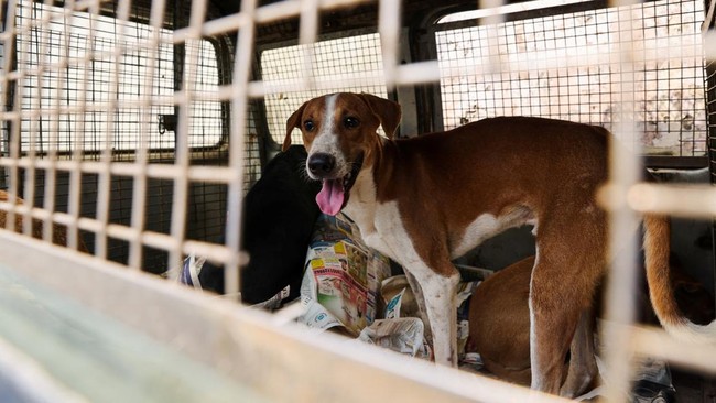 Animals Hope Shelter Indonesia mengungkapkan sejumlah anjing sengaja dibuang ke Pantai Santolo, Garut, Jawa Barat.