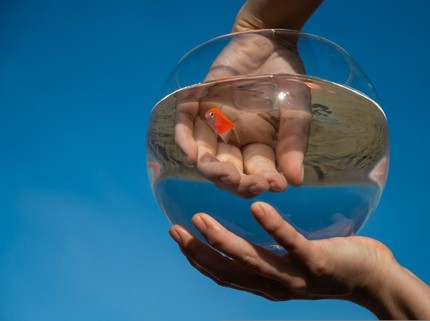 15 Arti Mimpi Menangkap Ikan, Pertanda Baik atau Buruk?