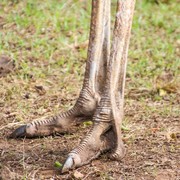 Heboh Kisah Suku Vadoma yang Punya 'Kaki Burung Unta', Kini Warganya Pilih Inses