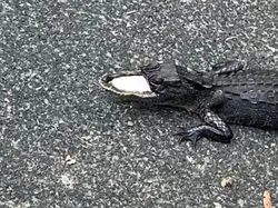 Moncong Atas Aligator Hilang Tapi Tetap Hidup Kagetkan Pakar Satwa