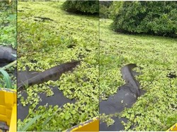 Viral Video Anaconda Segede Gaban Lewat Samping Sampan Super Tegang