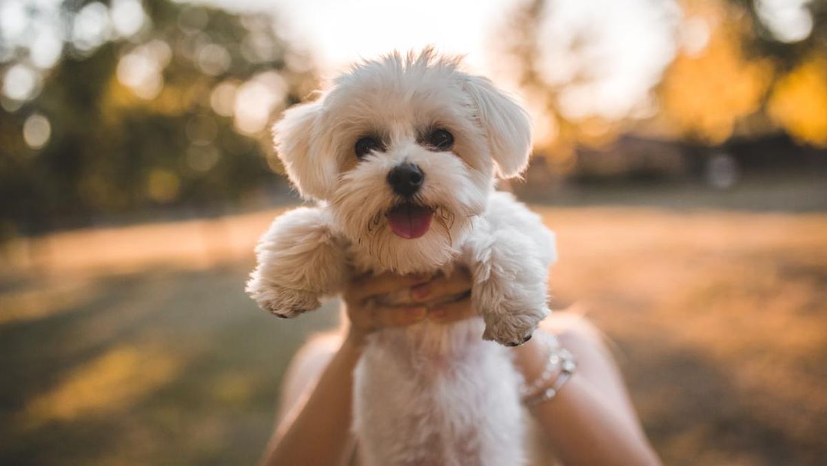 7 Jenis Anjing Kecil yang Lucu, Cocok Dipelihara di Ruang Terbatas