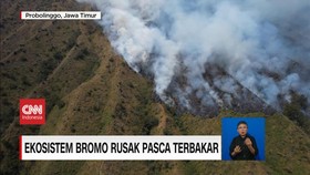 VIDEO: Ekosistem Flora dan Fauna Bromo Rusak Pasca Terbakar