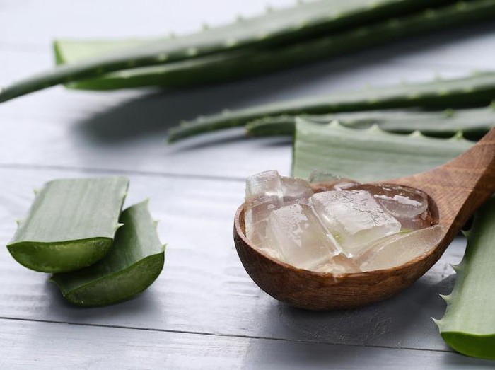 Ilustrasi lidah buaya/Foto: Freepik/racool_studio