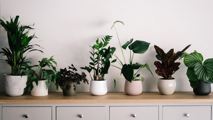 5 Tanaman Hias yang Ampuh Usir Polusi Udara dan Bikin Ruangan Jadi Segar