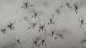 Ada Wolbachia, Apakah <i>Fogging</i> Masih Diperlukan buat Cegah DBD?