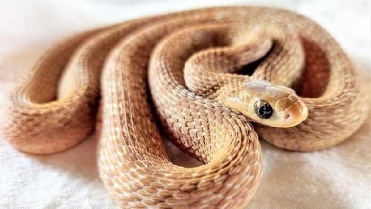 9 Tanda Rumah Kamu Mungkin Jadi Sarang Ular, Waspada