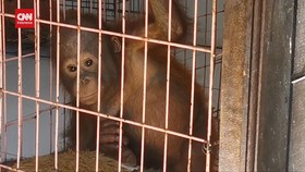 VIDEO: Karhutla Gunung Arjuna Welirang Ancam Satwa Dan Tanaman Langka