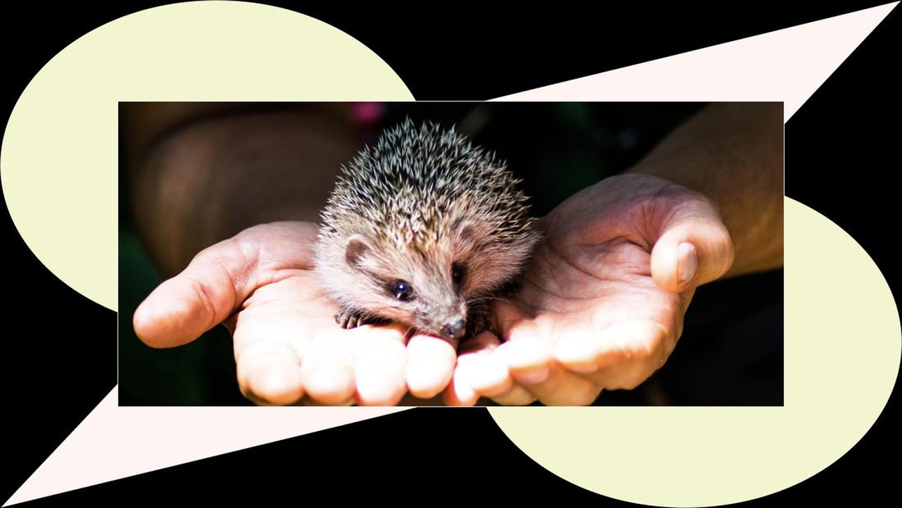 Mengenal Hedgehog's Dilemma: Takut Akan Kesendirian dan Kedekatan Di Saat yang Bersamaan