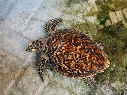 Kenalan Sama Penyu Sisik, Yuk! Pelindung Terumbu Karang yang Nyaris Punah