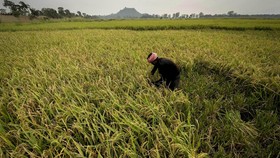 Daftar 3 Usaha yang Paling Banyak Ciptakan Pekerjaan per Agustus 2023