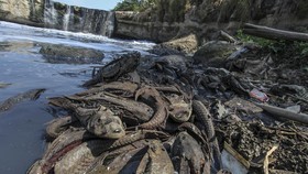 FOTO: Nelangsa Ikan Sapu-sapu di Sungai Cileungsi yang Menghitam