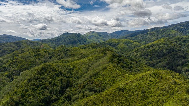 Hutan Hujan Tropis Sumatera