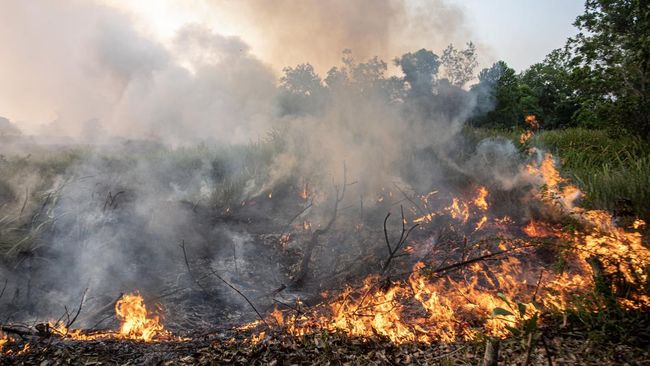 forest fire/ burning in kawah ijen 2023