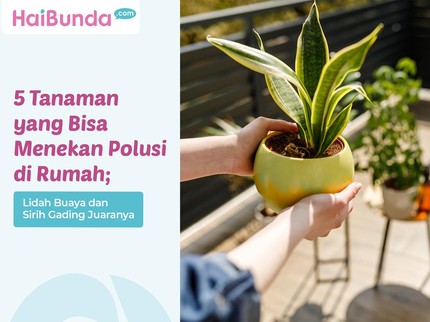 5 Tanaman yang Bisa Menekan Polusi di Rumah; Lidah Buaya & Sirih Gading Juaranya