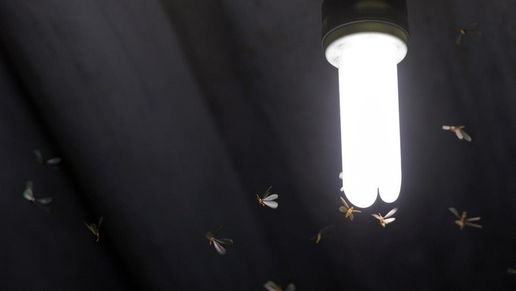 841045624 Flying termite bugs