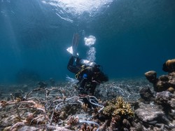 Mengintip Progres Proyek Restorasi Terumbu Karang di Thailand