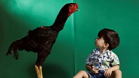 FOTO: Menengok Ayam Jantan Raksasa Brasil, Tinggi Capai 1,2 Meter