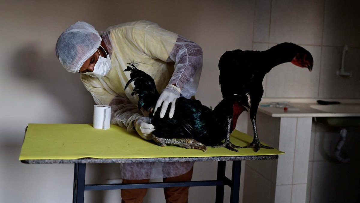 FOTO: Menengok Ayam Jantan Raksasa Brasil, Tinggi Capai 1,2 Meter