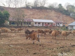 Bupati Edi Endi Larang Ternak Berkeliaran, Pemilik Terancam Denda Rp 3 Juta