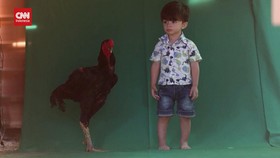 VIDEO: Penampakan Ayam Jantan Raksasa Dari Brasil, Terbesar Di Dunia