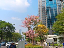 Bunga Tabebuya di Sudirman Mekar, Warga Berasa Lagi di Jepang