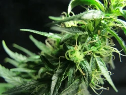 Unik, Ilmuwan Ungkap Wujud Ganja di Bawah Mikroskop