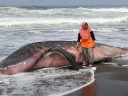 Lagi, Hiu Tutul Terdampar dan Mati di Pantai Selatan Purworejo
