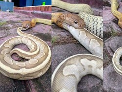 King Kobra Telan Utuh Piton di Kalimantan Bikin Netizen Dunia Tercengang