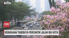 VIDEO: Keindahan Tabebuya Percantik Jalan Ibu Kota