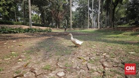 FOTO: Wajah Taman Jakarta Kering Kerontang Imbas Kemarau