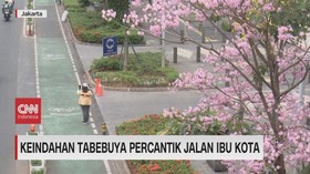 VIDEO: Keindahan Tabebuya Percantik Jalan Ibu Kota