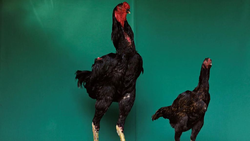 Penampakan Ayam Raksasa Setinggi 1 2 Meter Di Brasil Foto 3 Penampakan Ayam Raksasa Setinggi 1 2 Meter Di Brasil Foto 3