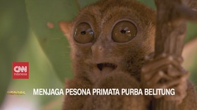 VIDEO: Menjaga Pesona Primata Purba Belitung