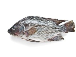 Wow! Kulit Ikan Ternyata Bisa untuk Mengobati Sakit Mata pada Hewan