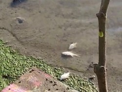 Warga di Pinrang Keluhkan Limbah Pabrik Cemari Sungai, Ikan-Padi Mati