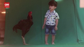 VIDEO: Ayam Jantan Raksasa ala Brasil, Setara Bocil