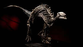 FOTO: Tua, Langka, Amat Berharga, Inilah Dinosaurus Barry