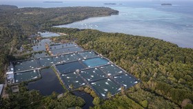 Foto udara tambak udang vaname intensif di sekitar area hutan mangrove tepi pantai Desa Kemujan, Karimunjawa, Jepara, Jawa Tengah, Senin (18/9/2023). Menurut data yang dihimpun komunitas pegiat lingkungan Lingkar Juang Karimunjawa sebanyak 33 titik t