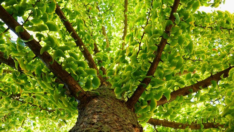 Ilustrasi ginkgo biloba Ilustrasi ginkgo biloba
