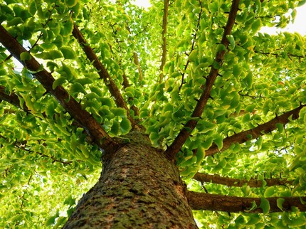 7 Pohon Penjaga Mata Air, Bisa Cegah Kekeringan saat Musim Panas