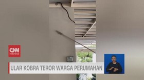 VIDEO: Ular Kobra Teror Warga Perumahan