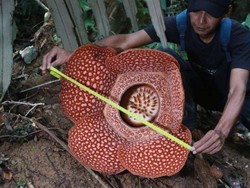 Bunga Bangkai Terancam Punah, Kisah Sukses Konservasi RI Jadi Sorotan