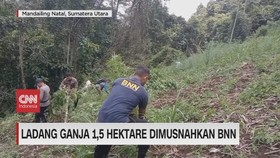 VIDEO: Ladang Ganja 1,5 Hektare Dimusnahkan BNN