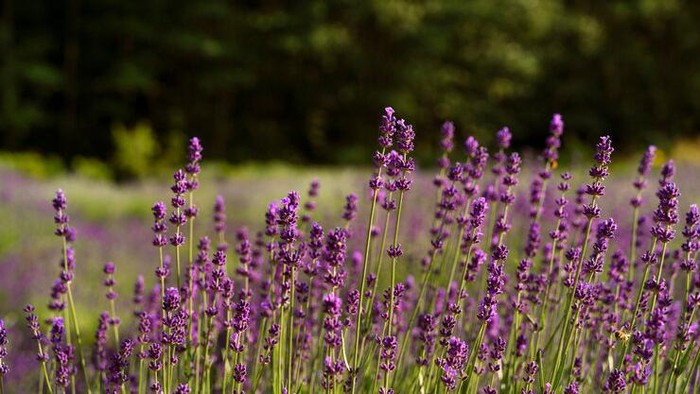 Lavender/Foto: Freepik/@freepik