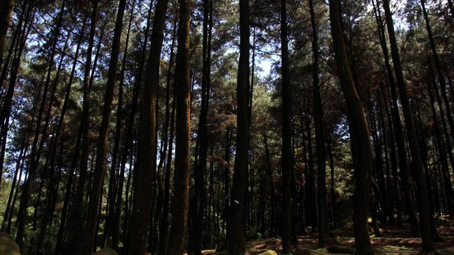 Di sekitaran Jakarta, ada destinasi wisata alam yang patut dikunjungi, salah satunya Gunung Pancar yang berada di Bogor, Jawa Barat.