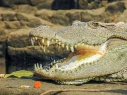 Buaya Selamatkan Anjing di Sungai Bikin Ilmuwan Kebingungan