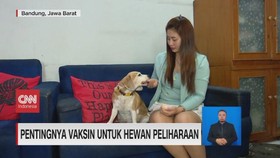 VIDEO: Pentingnya Vaksin untuk Hewan Peliharaan