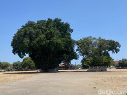 Mengenal Nama dan Makna Pohon Beringin di Alun-alun Kidul Jogja