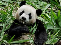 Zai Jian! Giant Panda Le Le akan Kembali ke China
